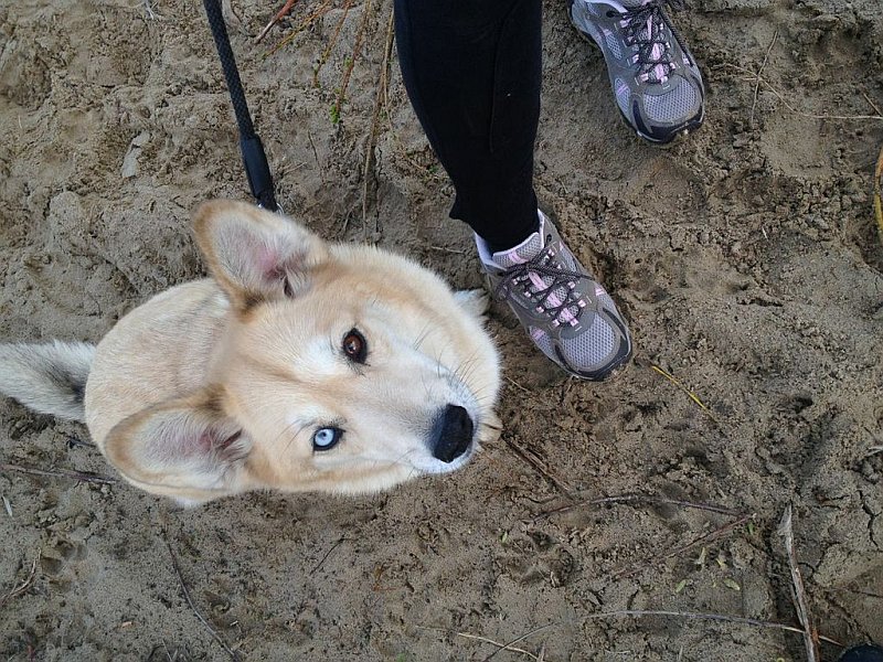 Dogtrekking czyli trenuj z przyjacielem