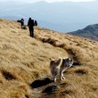 Dogtrekking sposobem na spalanie kalorii