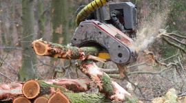 Wycinka drzew – nowe prawo z problemami
